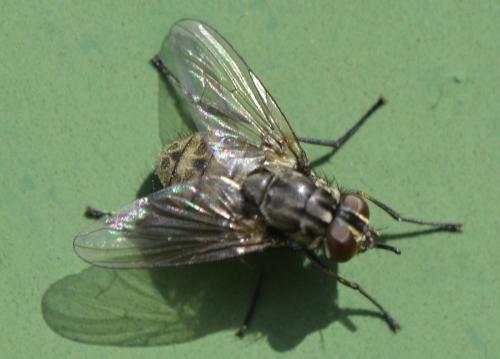 Réf. 268 576 : Stomoxys calcitrans